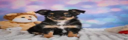 Chihuahua dogs for sale: Elvis - Ad 16
