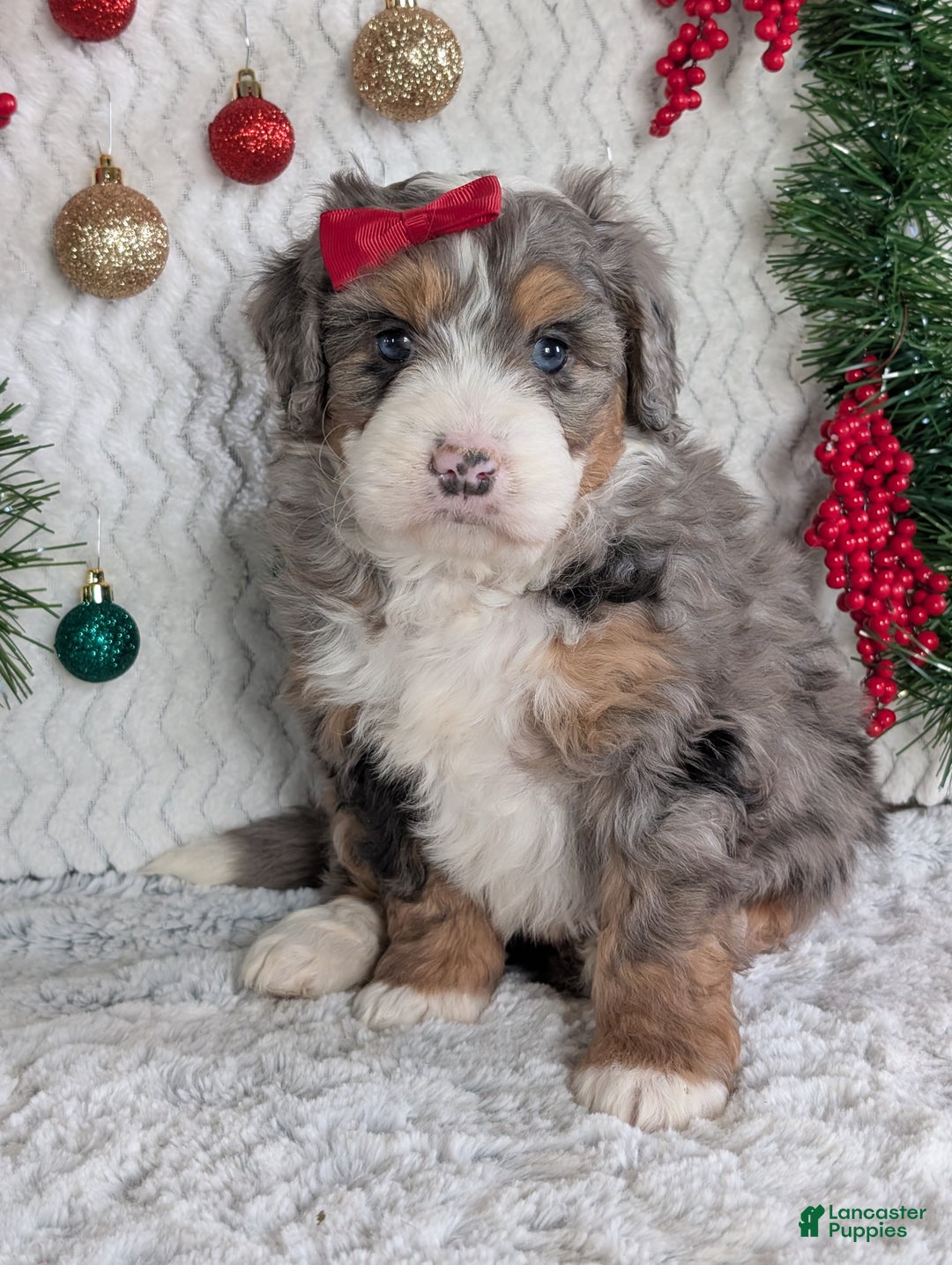 Mini Bernedoodle dogs for sale: Mini Niko  - Ad 33