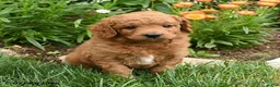 Mini Goldendoodle dogs for sale: Chip - Ad 1
