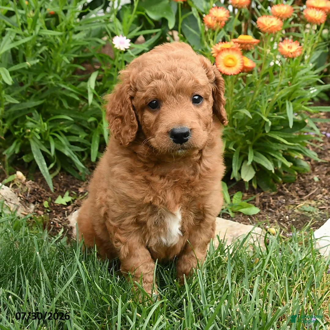 Mini Goldendoodle dogs for sale: Chip - Ad 1
