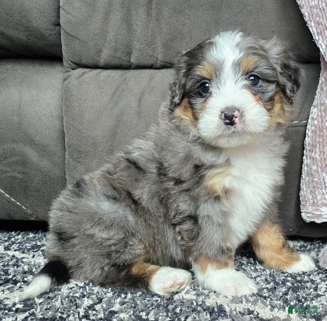 Mini Bernedoodle dogs for sale: Mini Archie - Ad 5