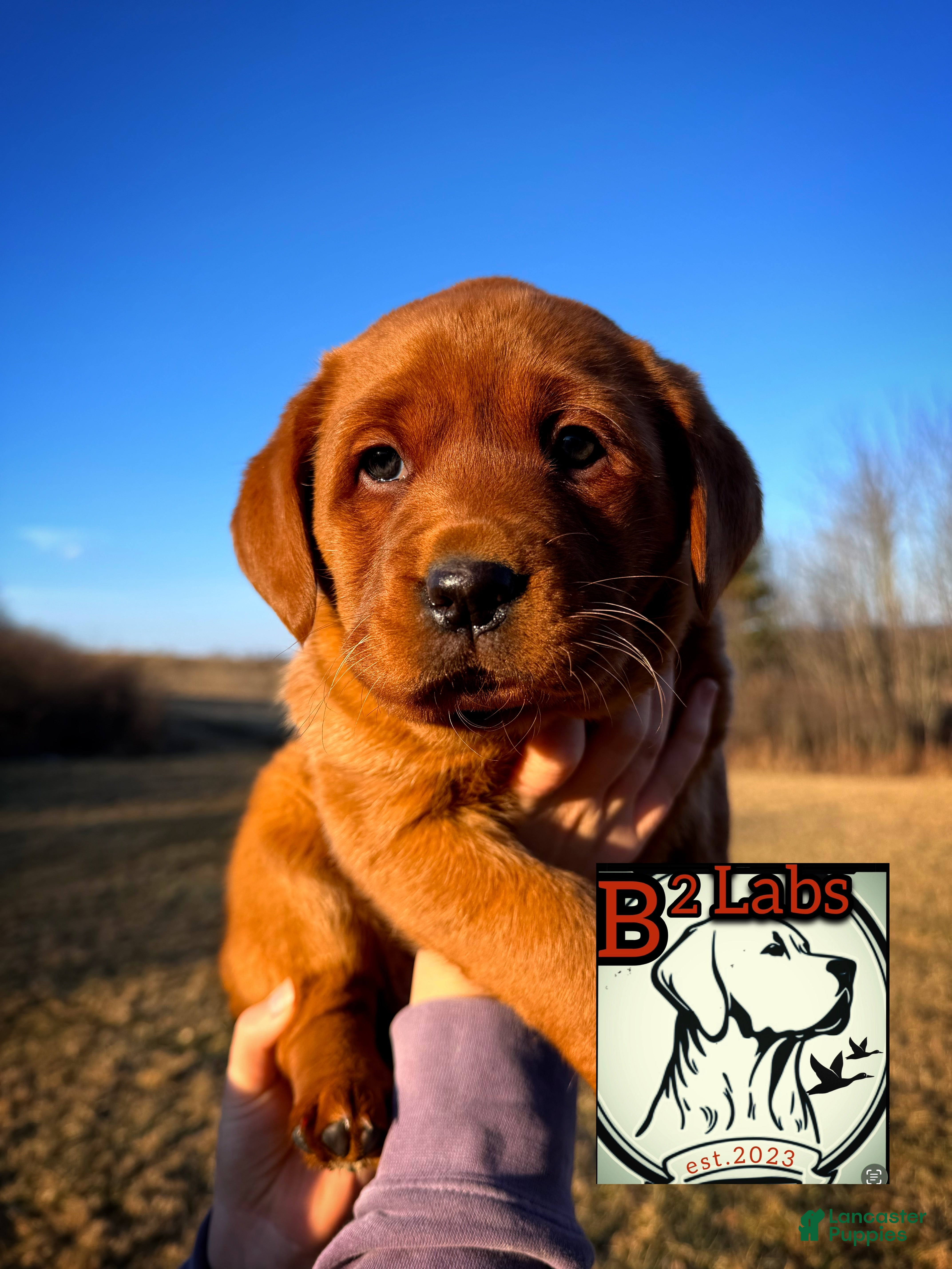 Labrador Retriever dogs Lila - Ad 1