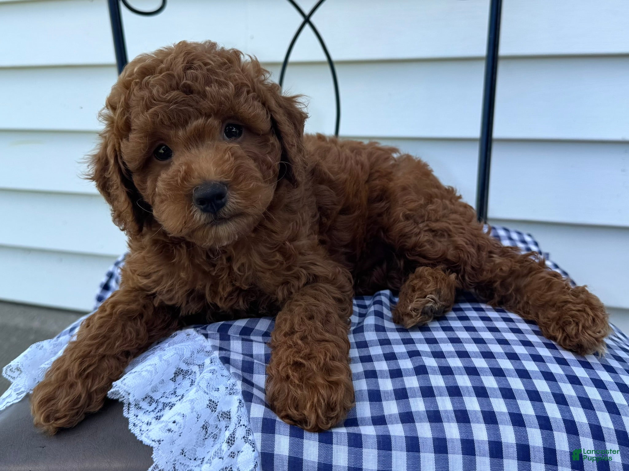 Miniature Poodle dogs Tyler - Ad 2