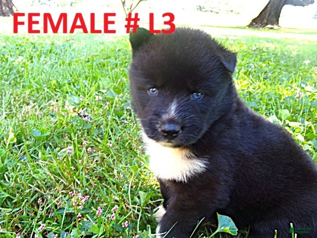 Siberian Husky dogs for sale: Siberian Husky female #3 - Ad 1