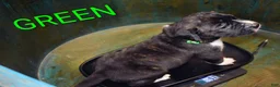 Presa Canario dogs for sale: Ms Green - Ad 14