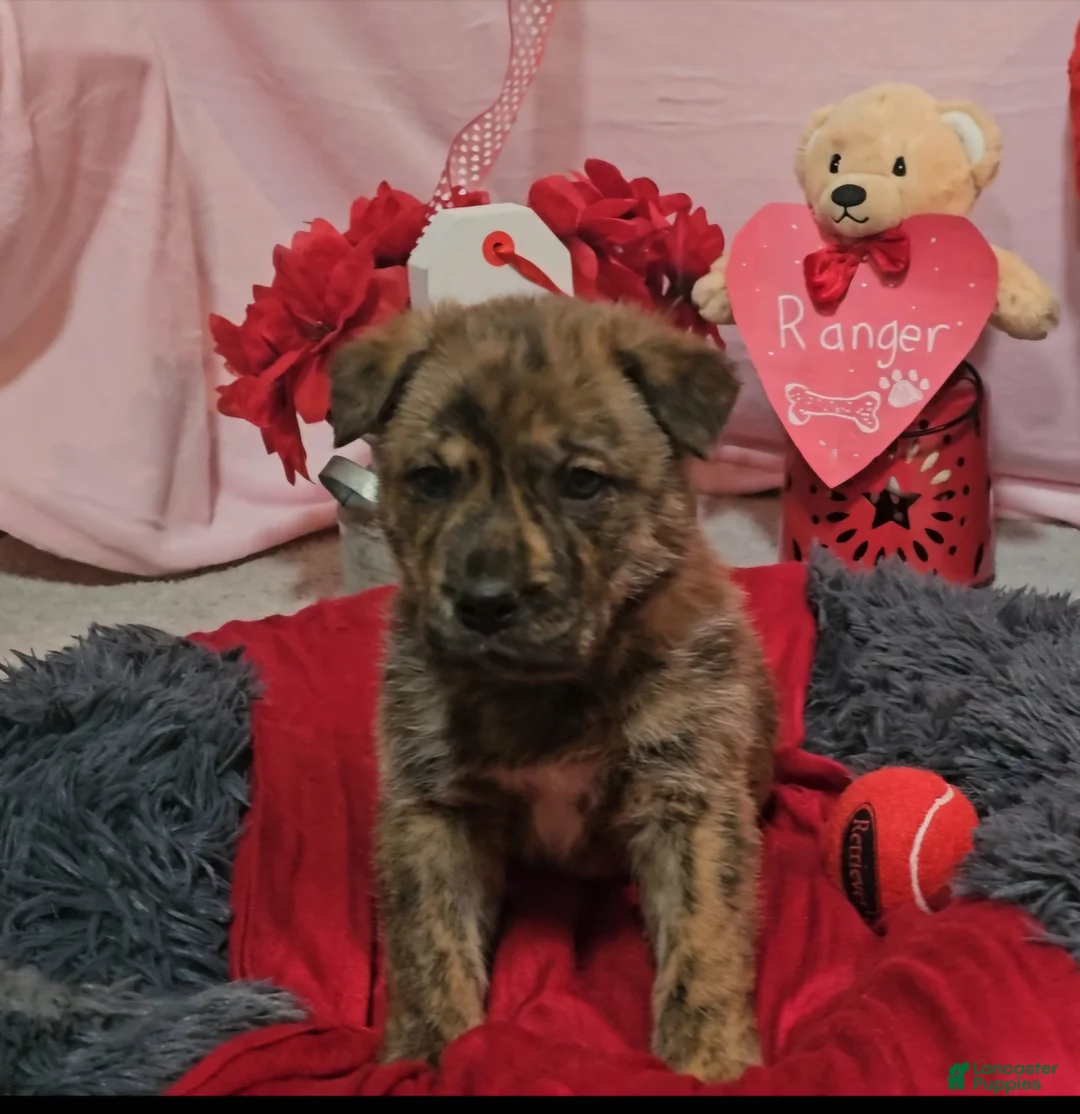 Mixed Breed dogs for sale: Ranger - Ad 1