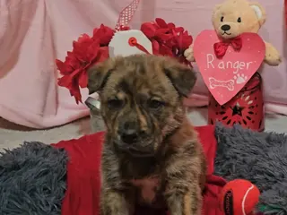 Mixed Breed dogs Ranger - Ad 39