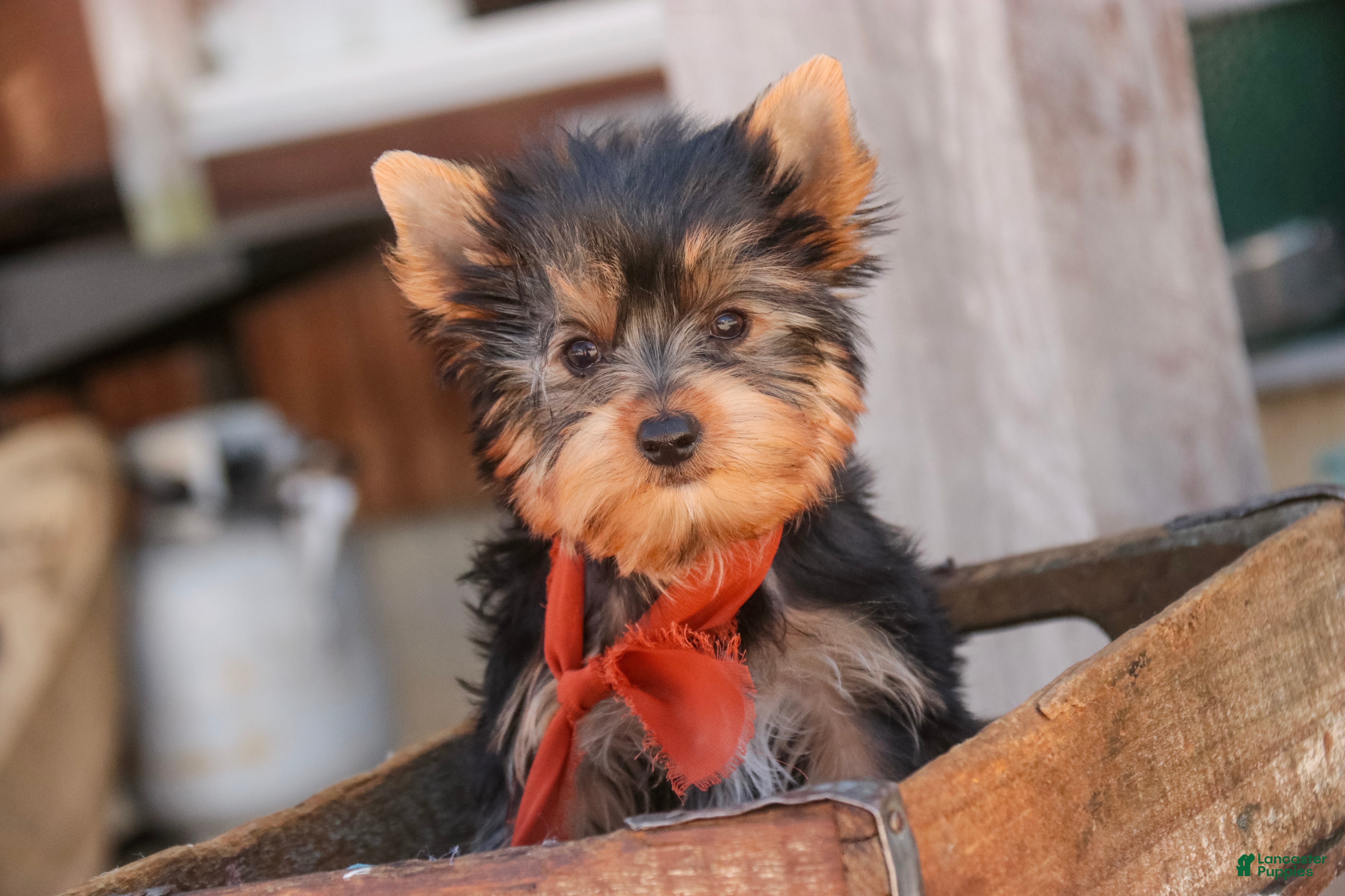 Yorkshire Terrier dogs Cheyenne - Ad 1