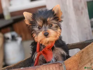 Yorkshire Terrier dogs for sale: Cheyenne - Ad 1
