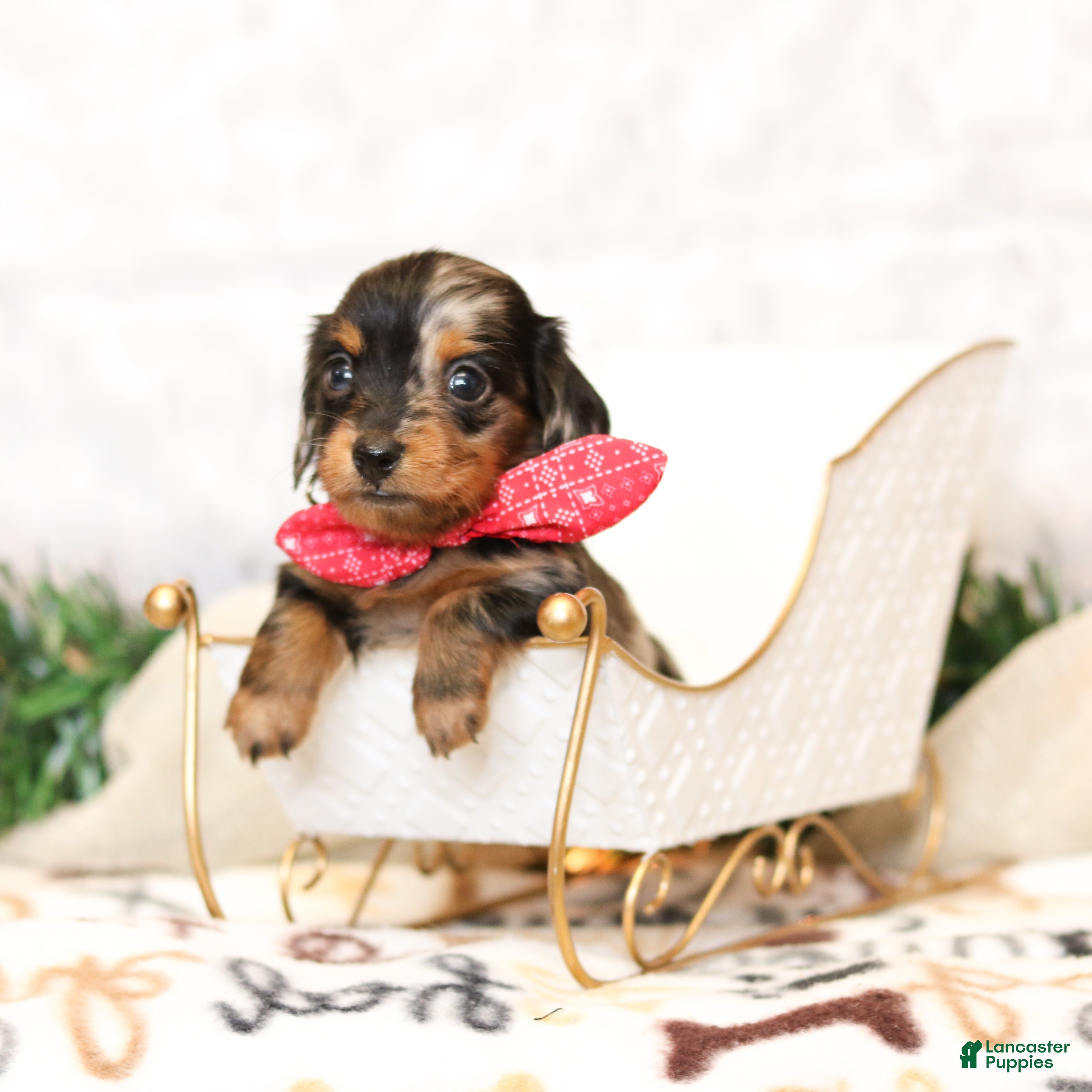Miniature Dachshund dogs Jenna - Ad 12