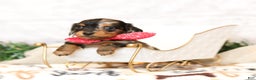 Miniature Dachshund dogs for sale: Jenna - Ad 1