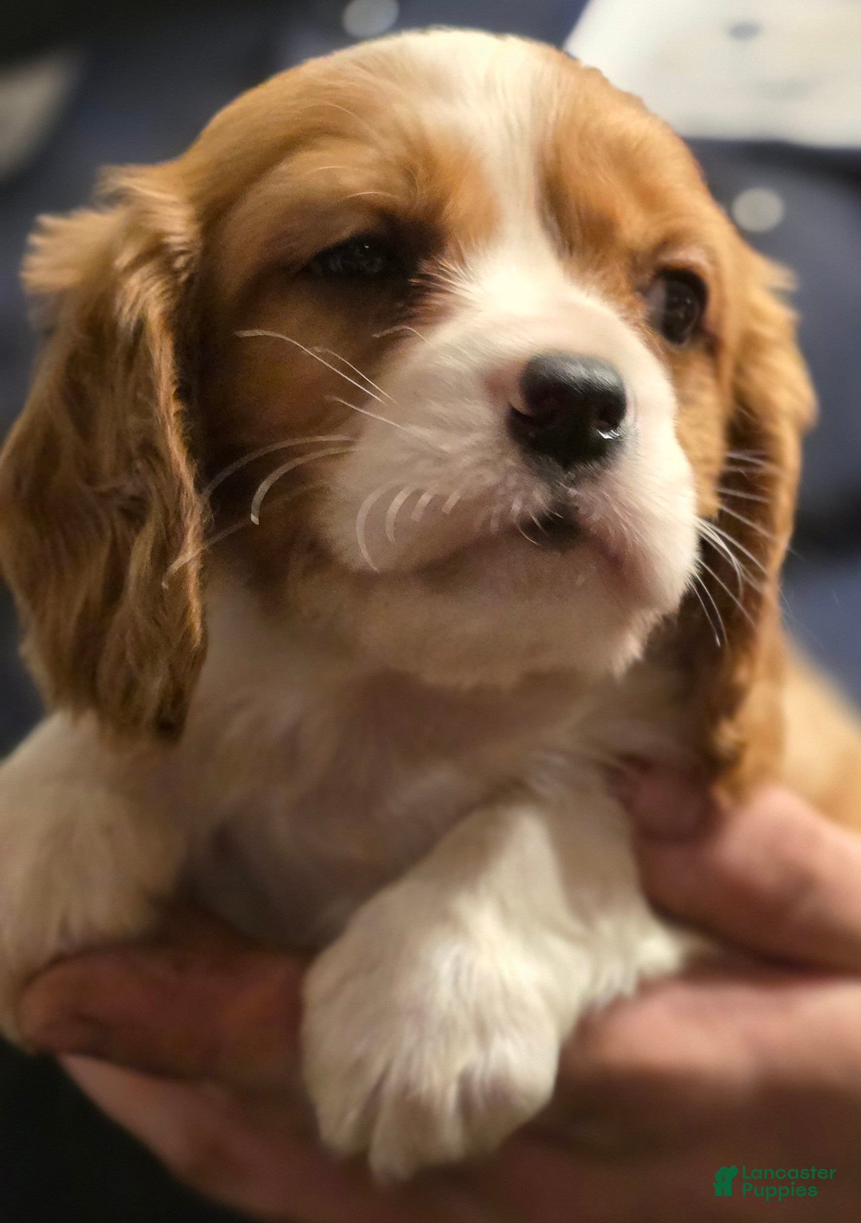 Cavalier King Charles Spaniel dogs Connor - Ad 2