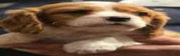 Cavalier King Charles Spaniel dogs for sale: Connor - Ad 2