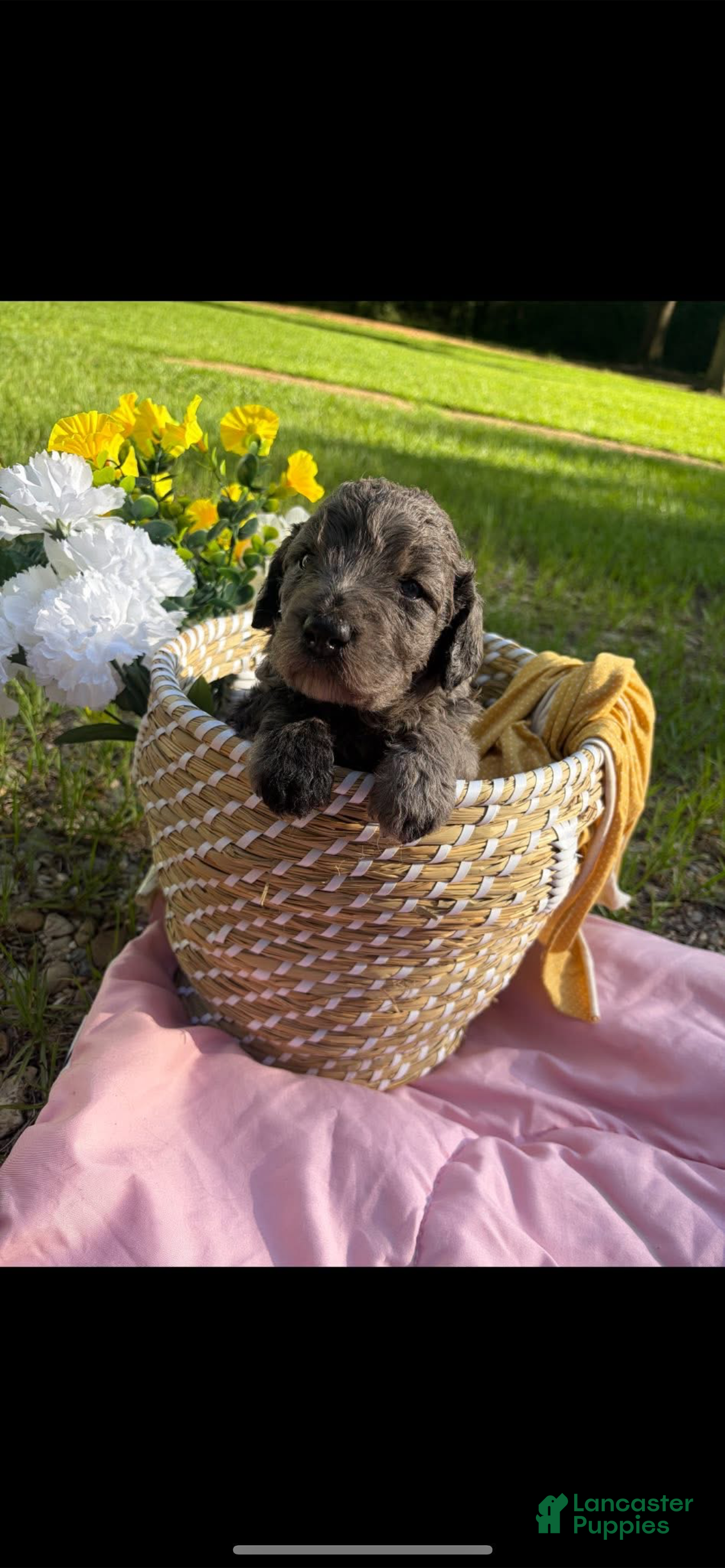 Mixed Breed dogs Miss Merle - Ad 11