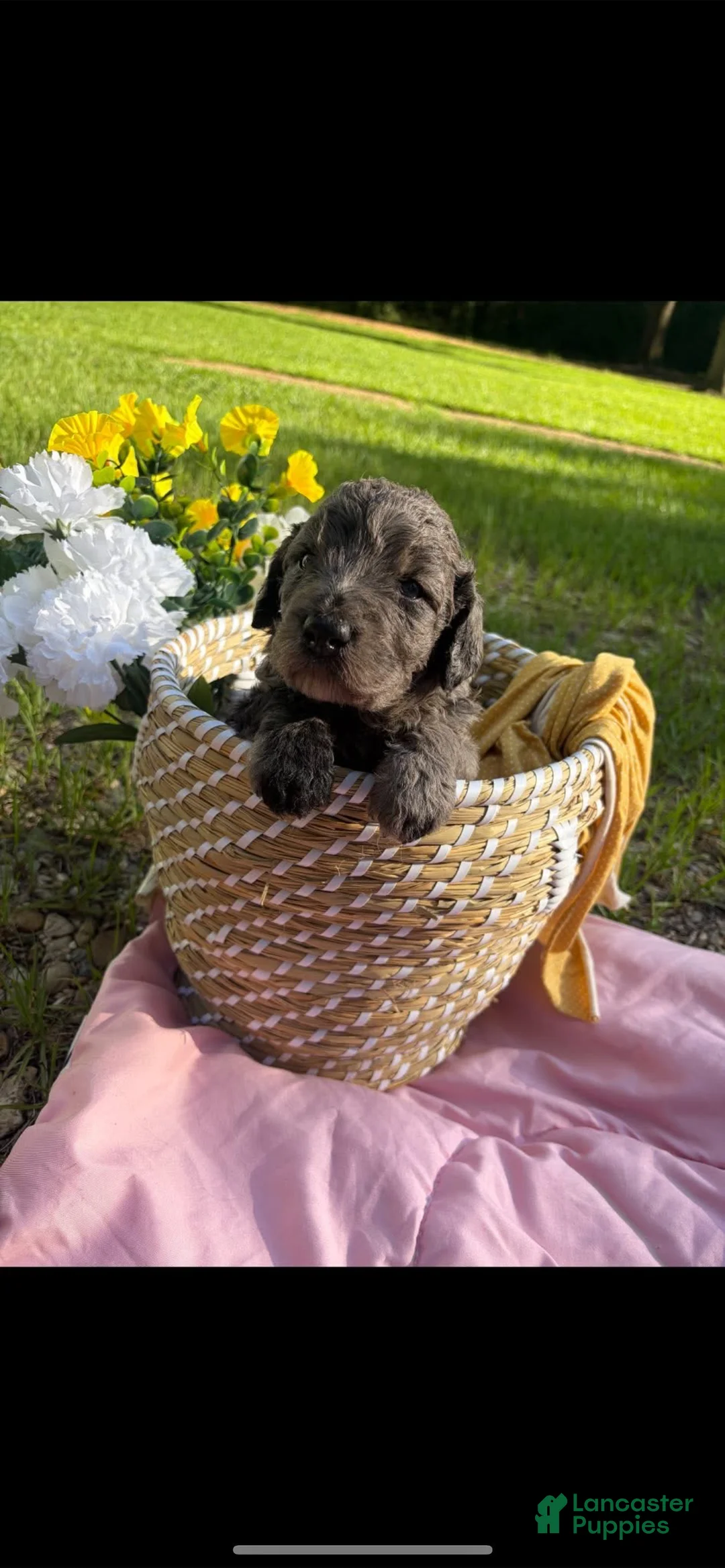 Mixed Breed dogs for sale: Miss Merle - Ad 1
