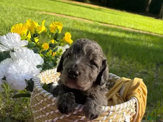 Mixed Breed dogs Miss Merle - Ad 7