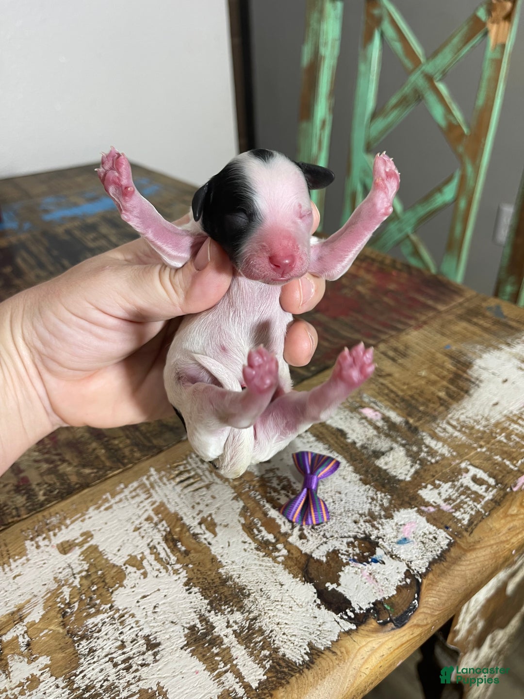 Miniature Poodle dogs for sale: Akc Clear Purple Bow - Ad 15