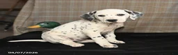 Dalmatian dogs for sale: Dixie - Ad 3