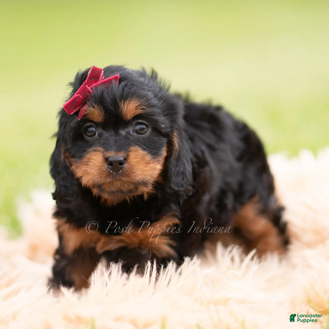 Cavapoo dogs for sale: Maple F1 - Ad 2