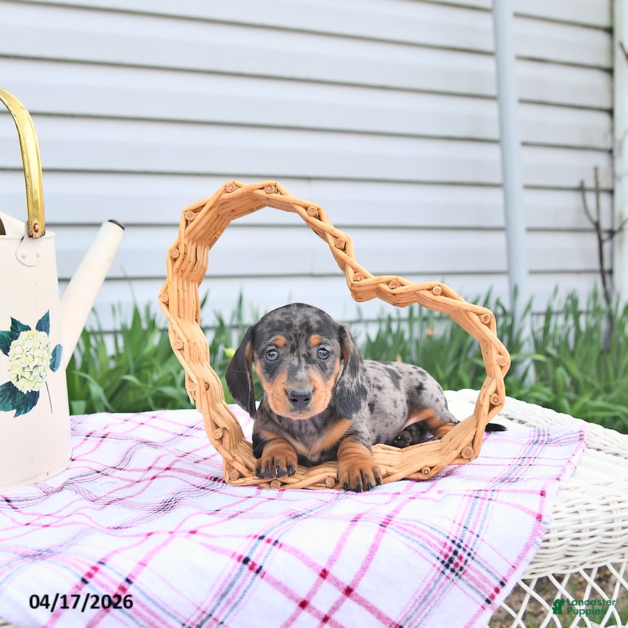 Dachshund dogs Kia - Ad 1