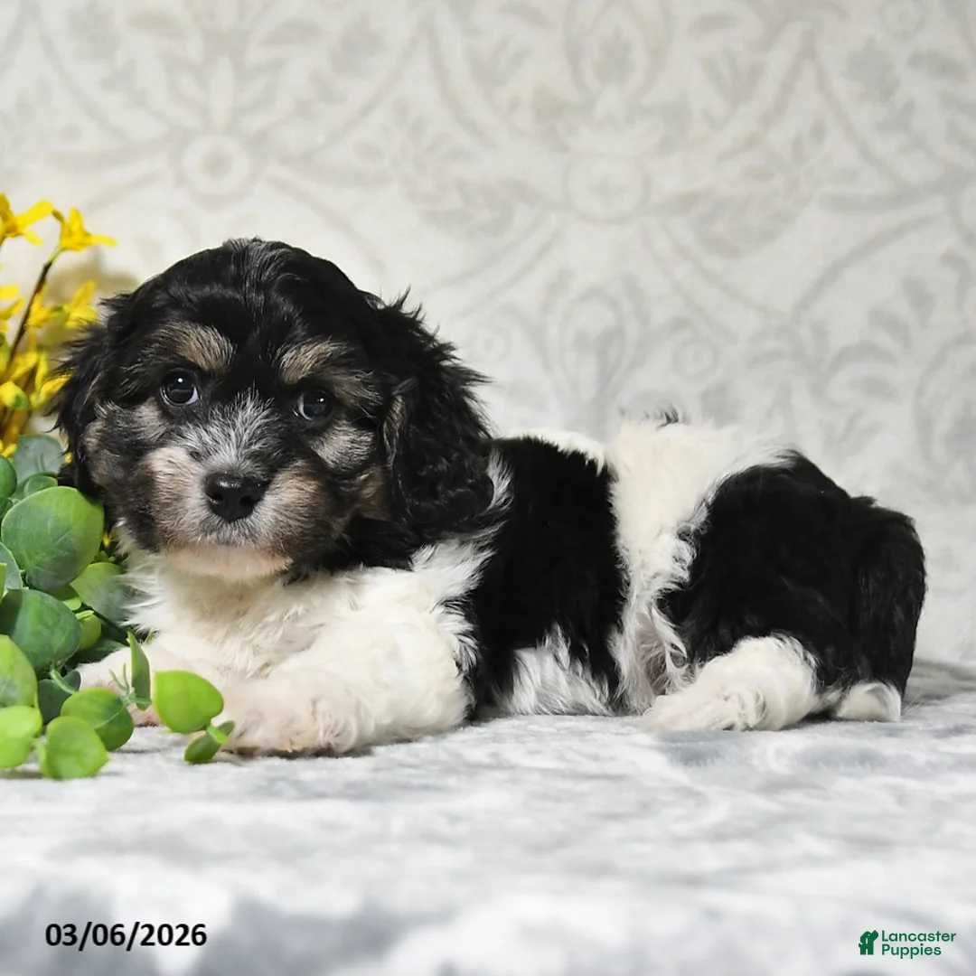 Cavachon dogs for sale: Jax - Ad 2