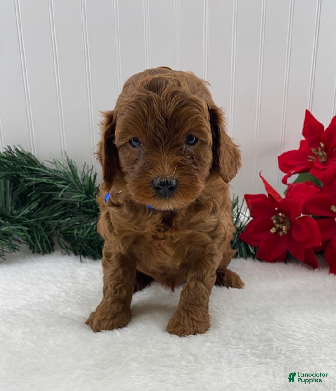 Cavapoo dogs for sale: Scout - Ad 2