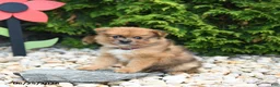 Pomeranian dogs for sale: Caramel - Ad 3