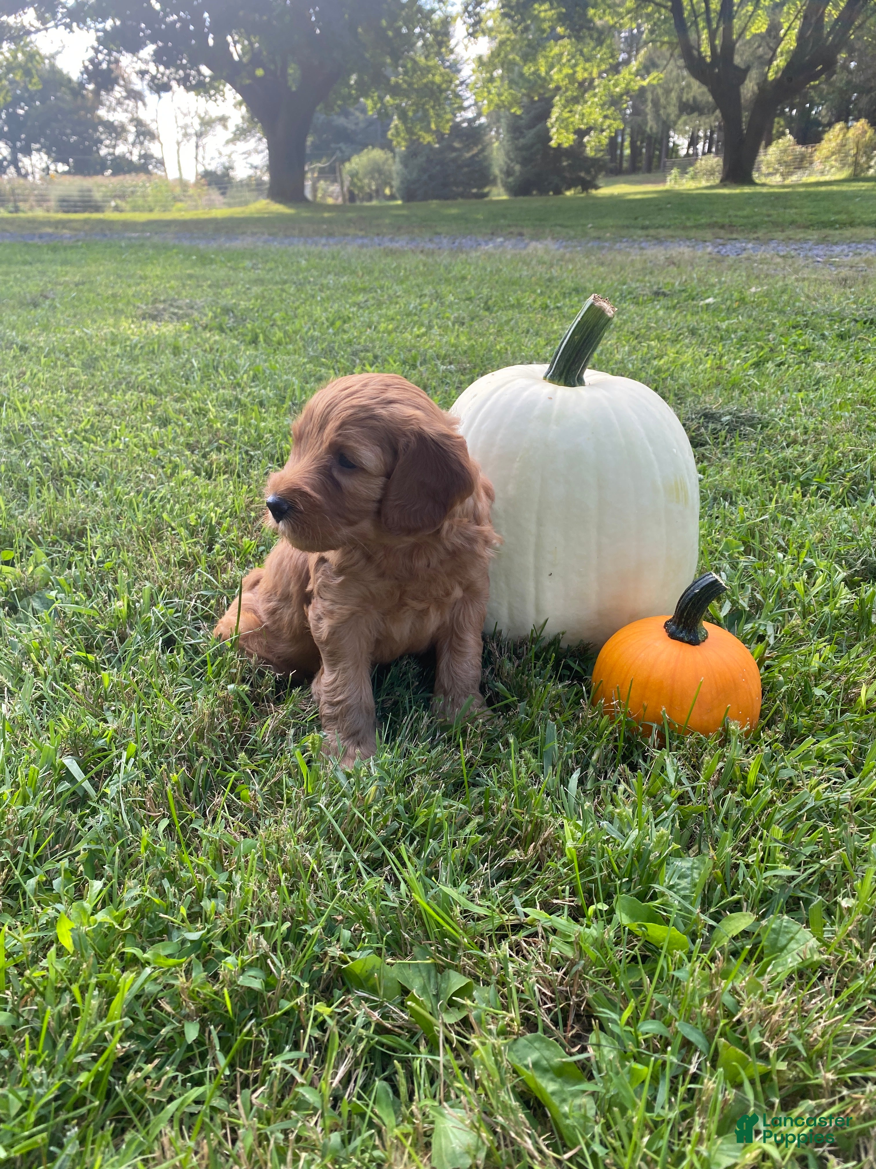 Miniature Labradoodle dogs Denver-mini red F1b - Ad 2