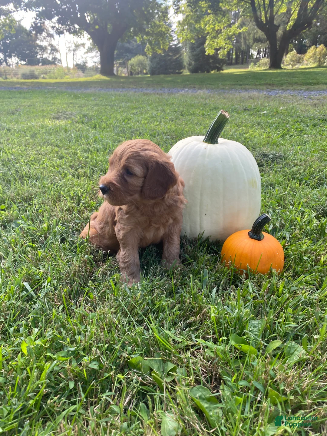 Miniature Labradoodle dogs for sale: Denver-mini red F1b - Ad 2