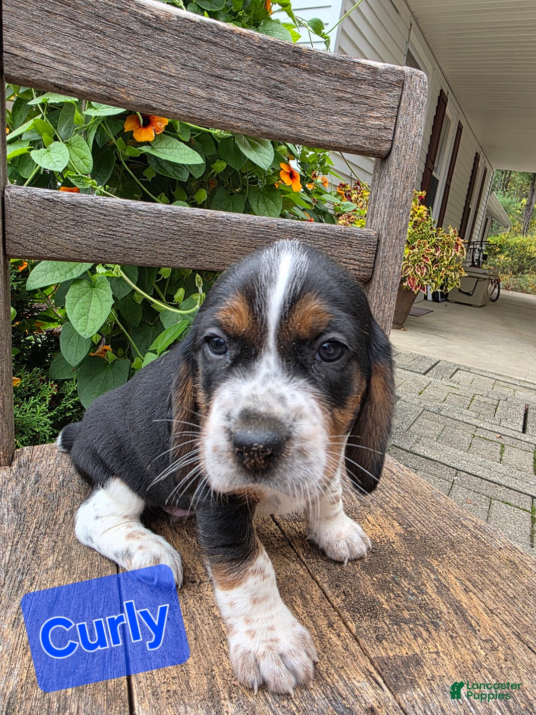 Beagle dogs for sale: Curly - Ad 3