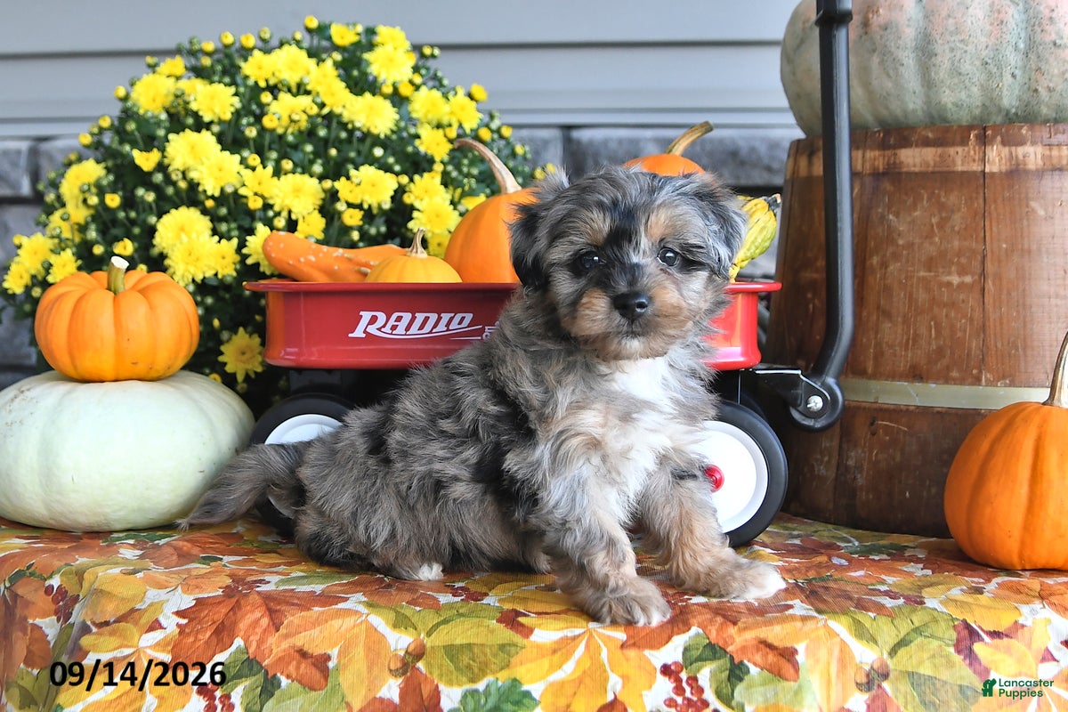 Yorkiepoo dogs Autumn - Ad 1