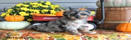 Yorkiepoo dogs for sale: Autumn - Ad 1