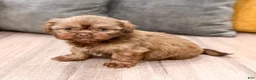 Shih Tzu dogs for sale: Harper - Ad 6