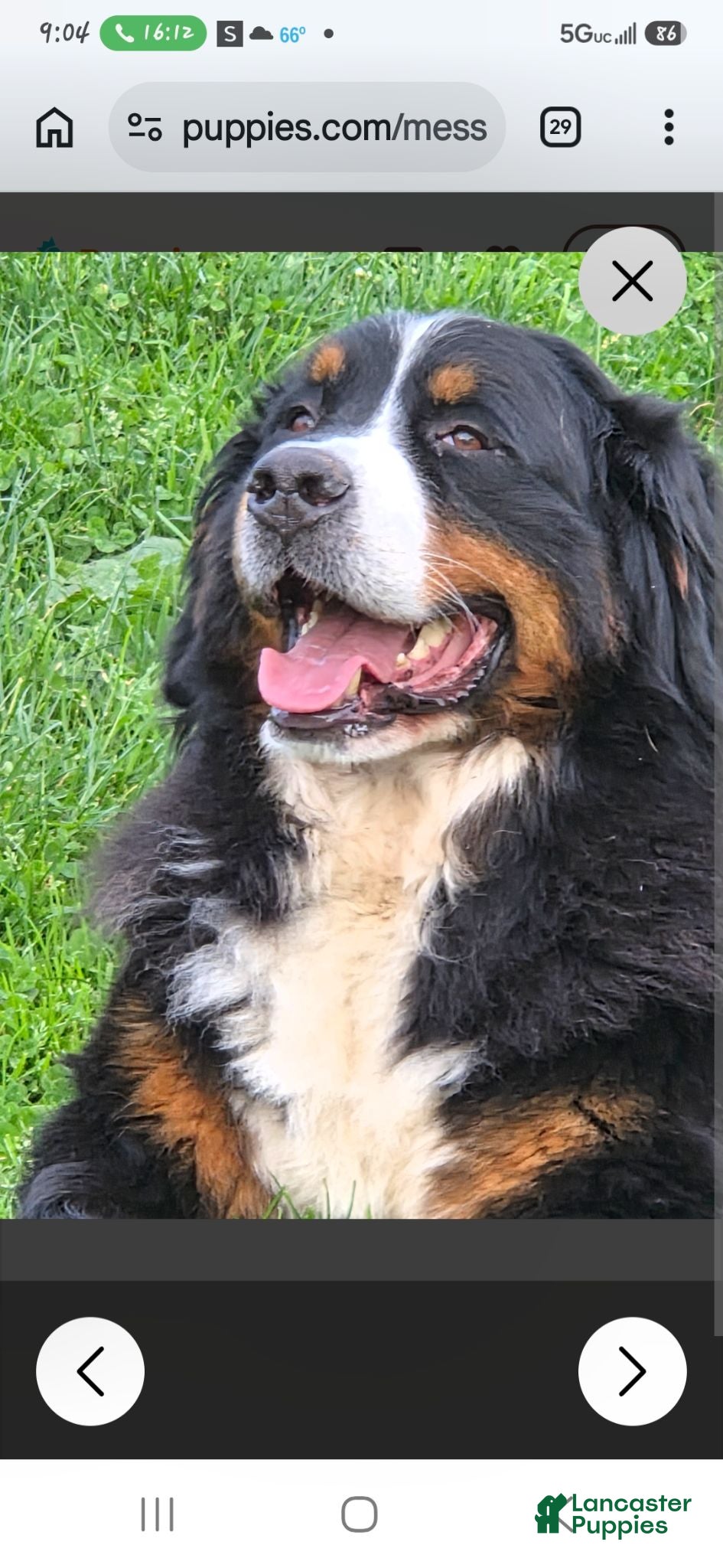 Bernedoodle dogs Bernedoodle 2 - Ad 2