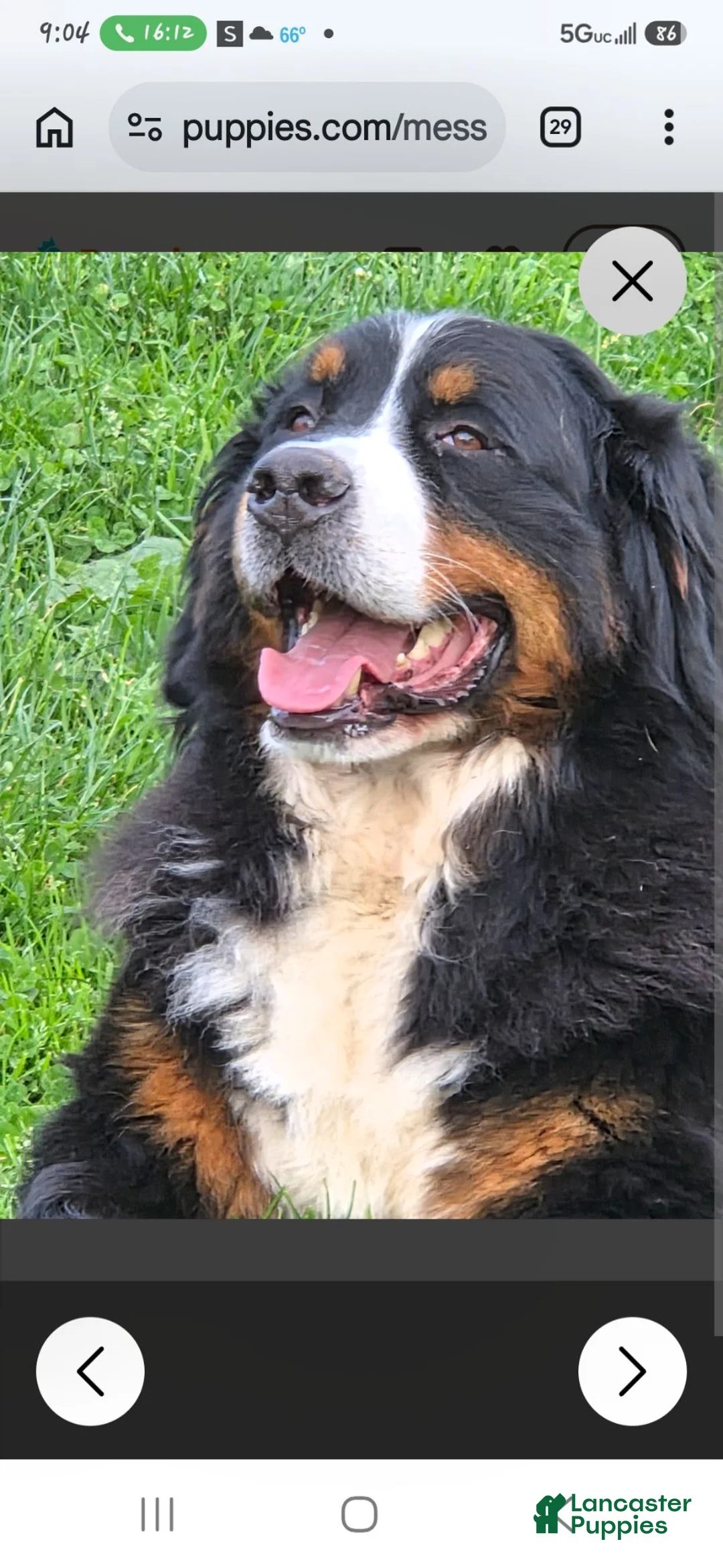 Bernedoodle dogs for sale: Bernedoodle 2 - Ad 2