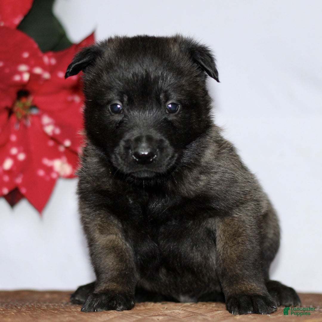 Belgian Malinois dogs for sale: Axel - Ad 4