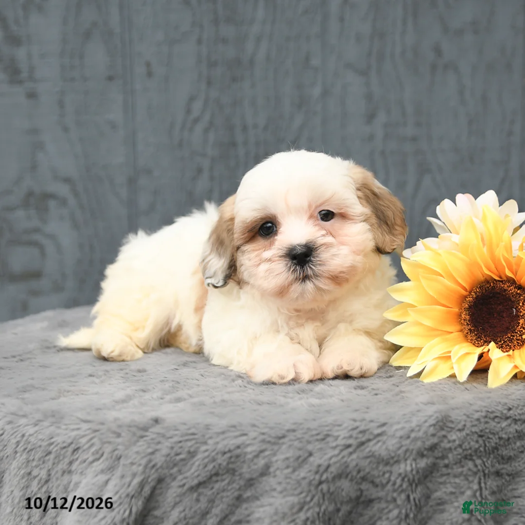 Teddy Bear dogs for sale: Carmel - Ad 3