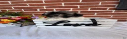 Shih Tzu dogs for sale: Presley - Ad 2
