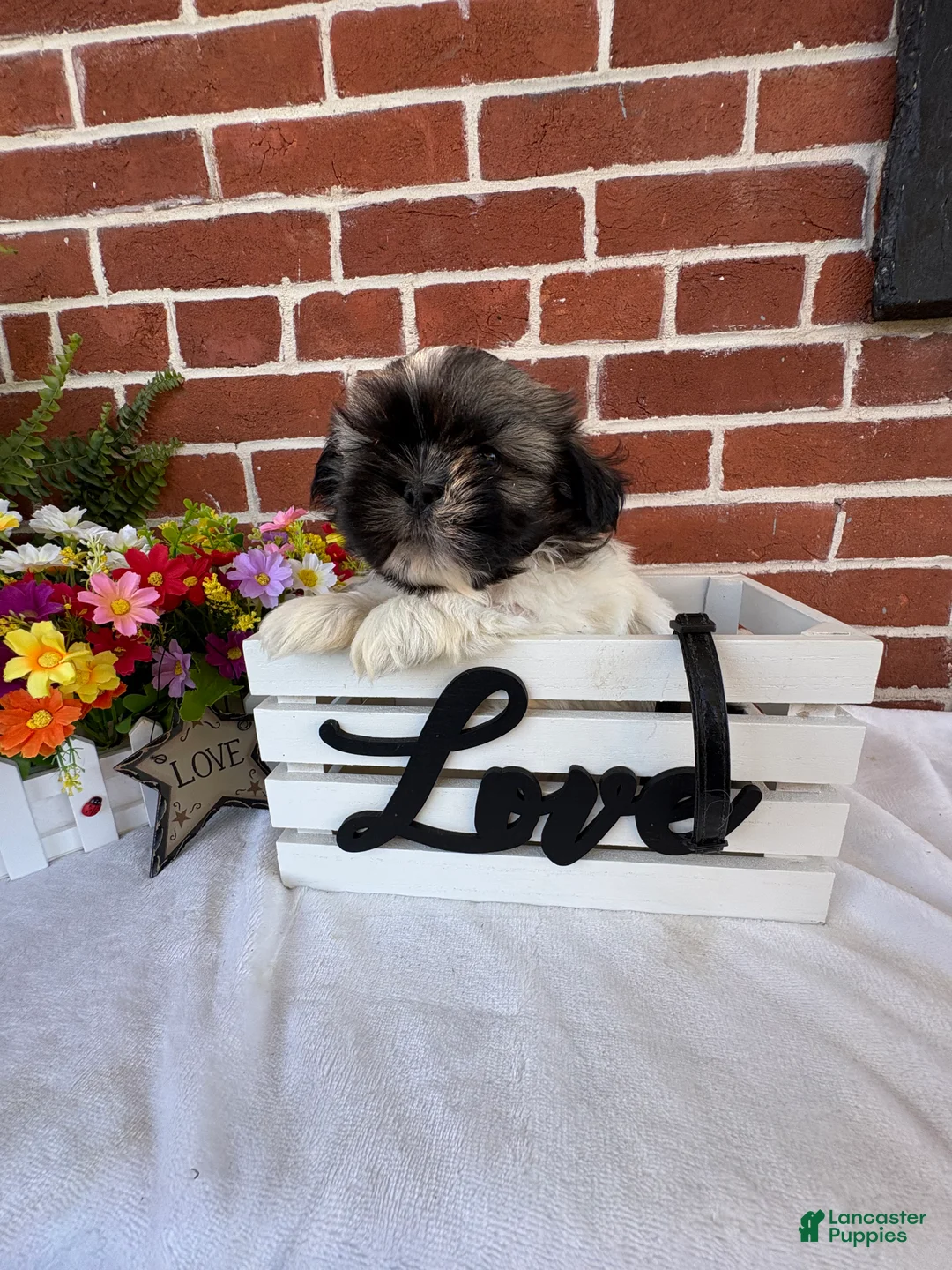 Shih Tzu dogs for sale: Presley - Ad 2
