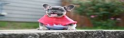 French Bulldog dogs for sale: French Bulldog 2 - Ad 2
