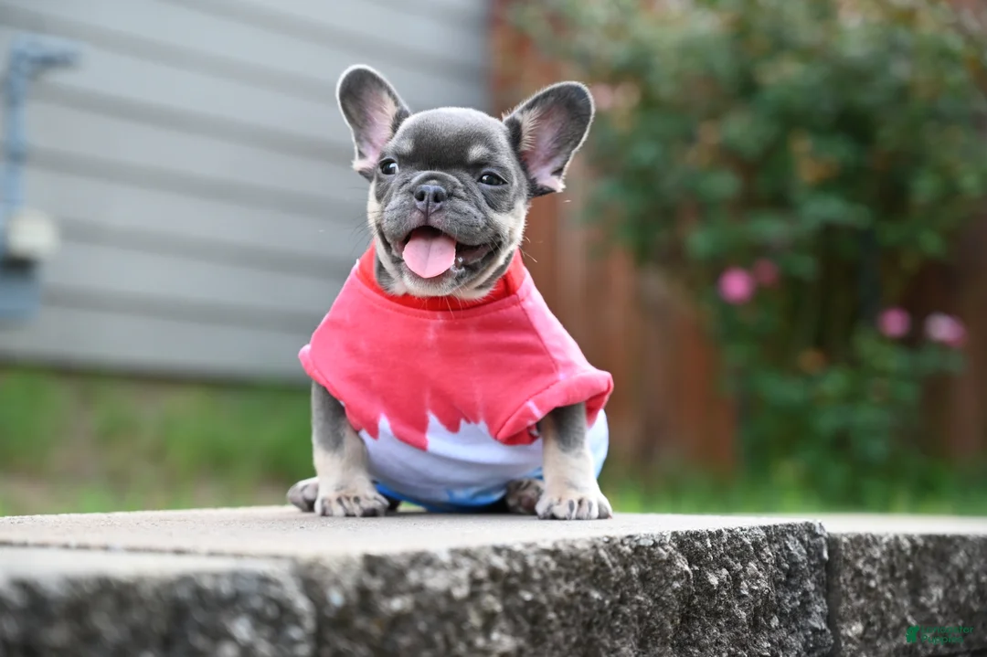 French Bulldog dogs for sale: French Bulldog 2 - Ad 2