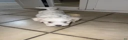 Maltese dogs for sale: Maltese 1 - Ad 9