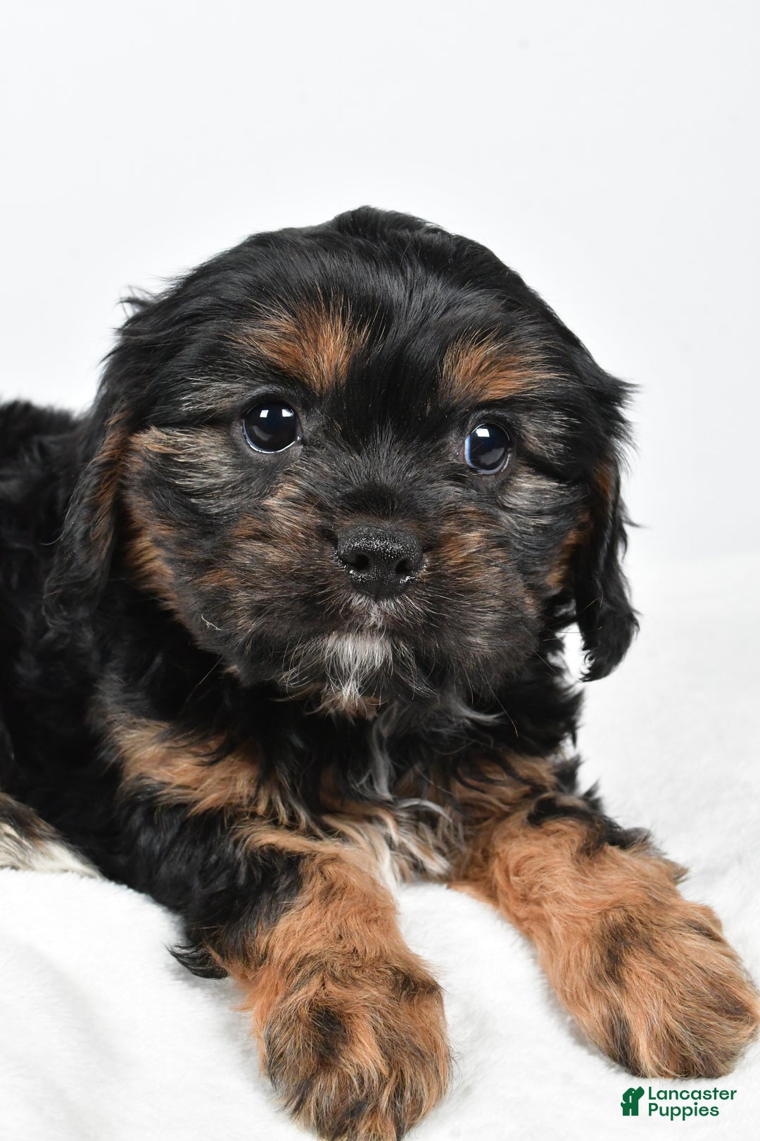 Cavapoo dogs for sale: Pudge f one b - Ad 5