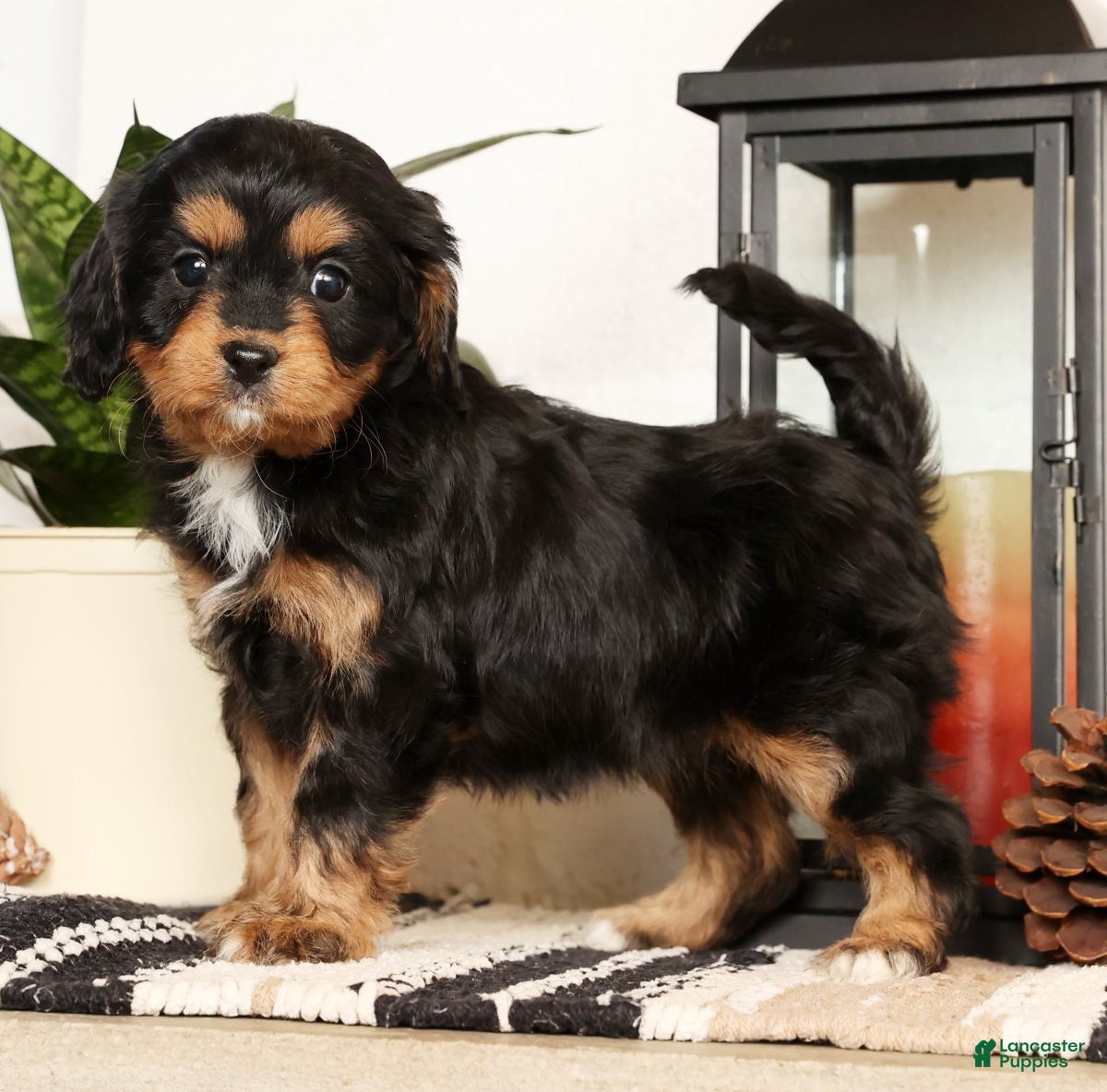Cavapoo dogs Sennie - Ad 10