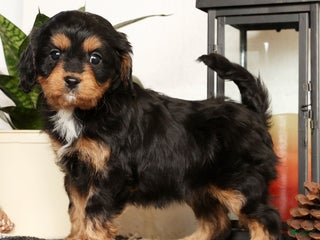 Cavapoo dogs Sennie - Ad 11