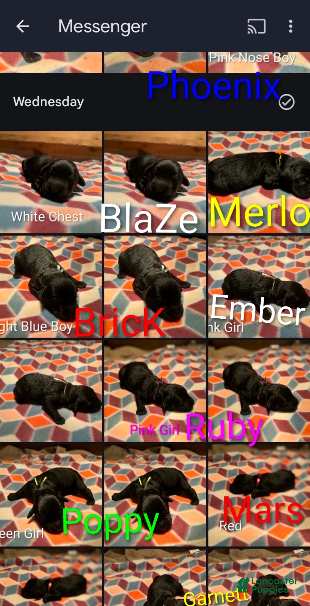 Giant Schnauzer dogs for sale: Poppy - Ad 8