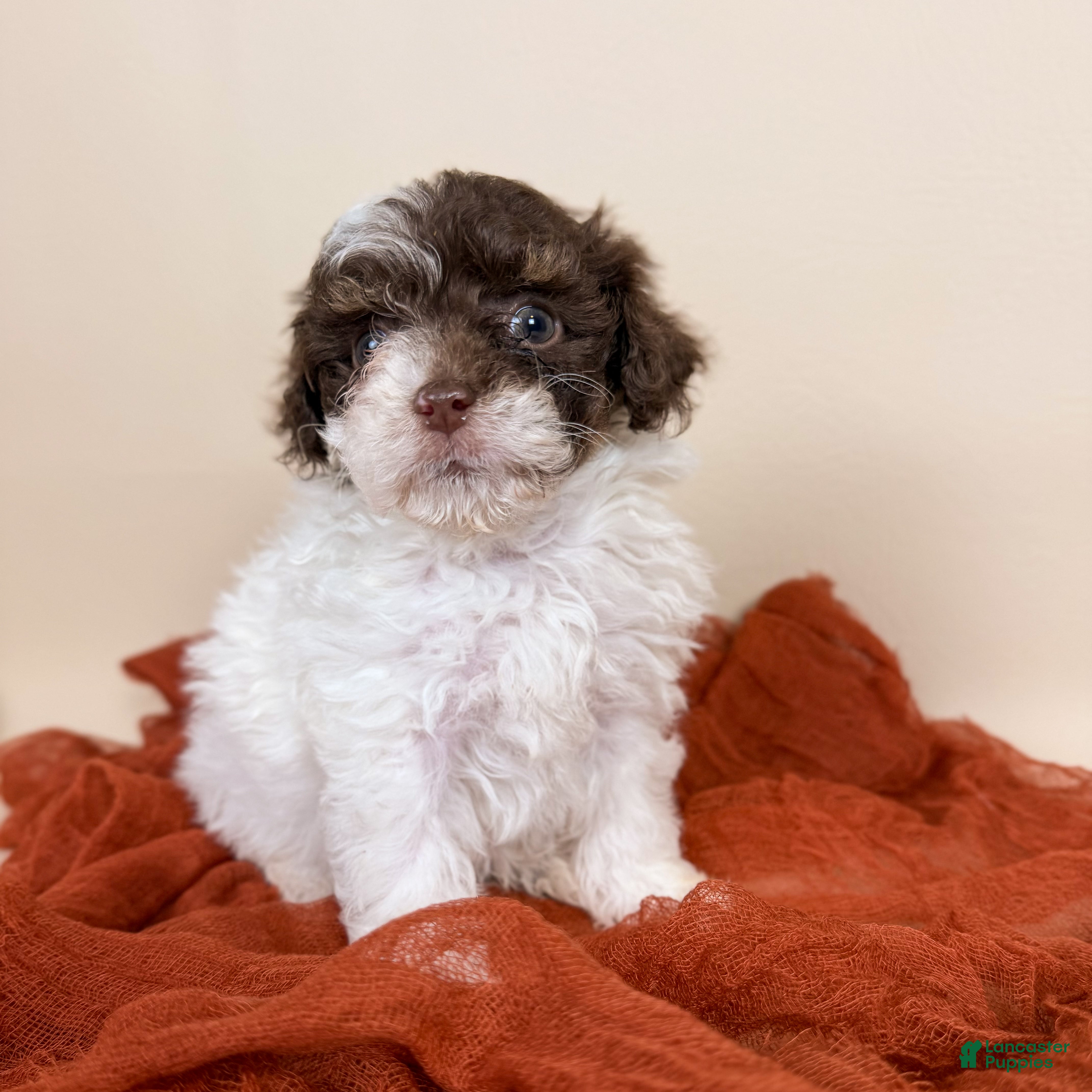 Maltipoo dogs Banks  - Ad 1