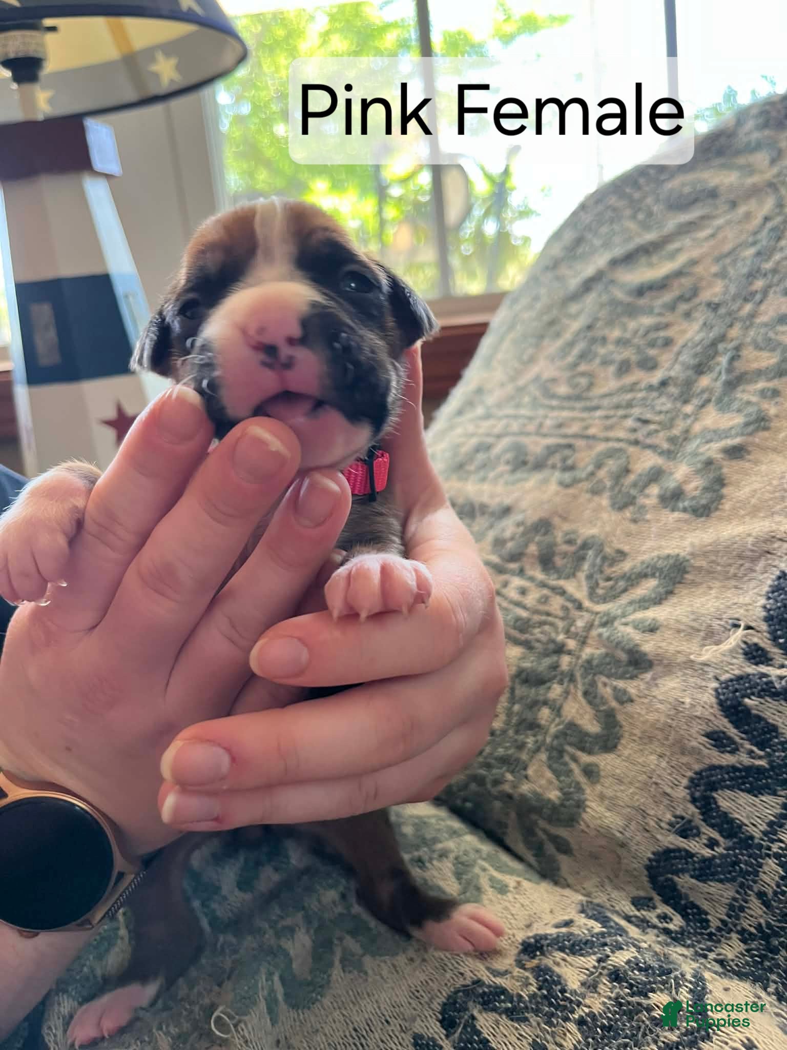 Boxer dogs Pink Female  - Ad 19