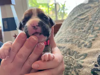 Boxer dogs Pink Female - Ad 19