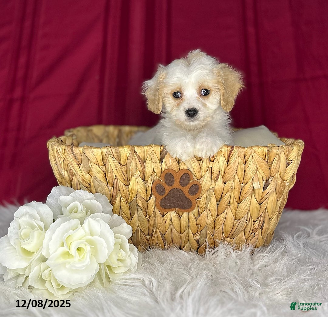 Cavachon dogs for sale: April - Ad 2